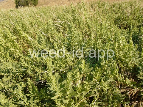 sumpweed, poverty